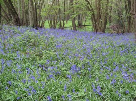 Bluebells nr Coldbridge Wood